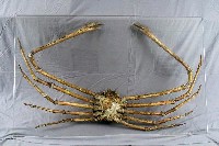 Japanese spider crab Collection Image, Figure 2, Total 5 Figures
